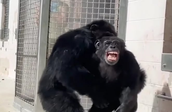 La reacción de Vanilla, la chimpancé que estuvo toda su vida en cautiverio.