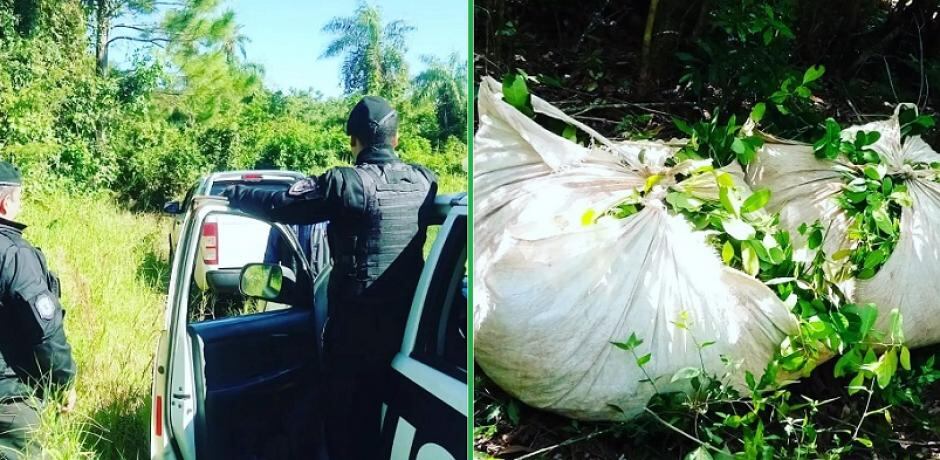 San Ignacio: secuestran raídos de yerba mate.