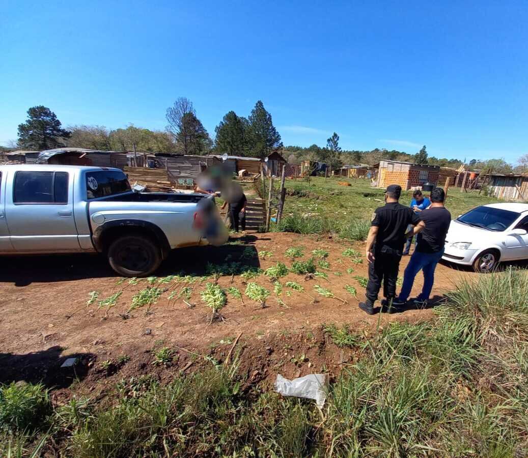 Secuestran más de 60 plantines de marihuana en el barrio El Porvenir II.