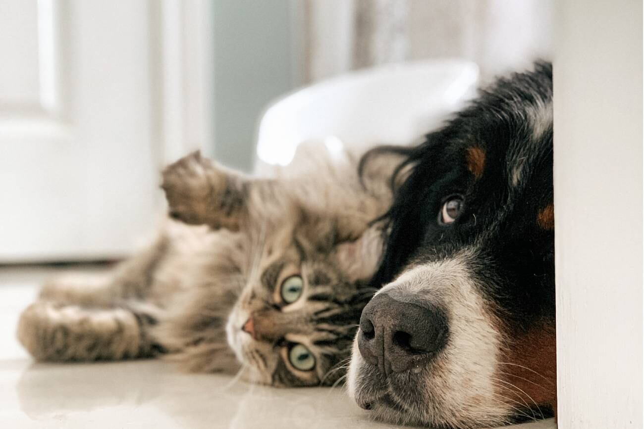 Cómo cuidar a tus mascotas de las altas temperaturas.