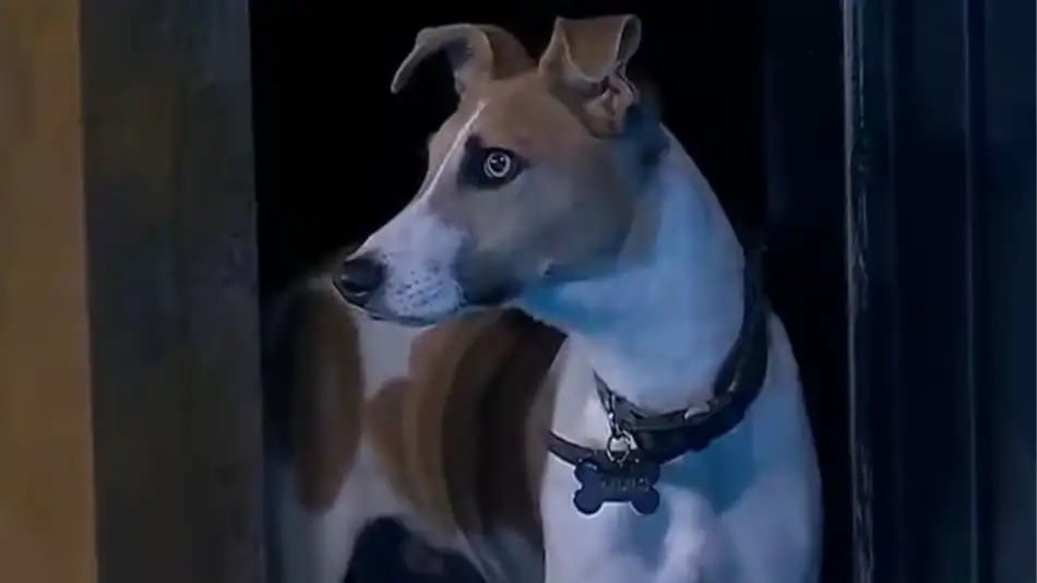 Arturo el perro de Gran Hermano 2024