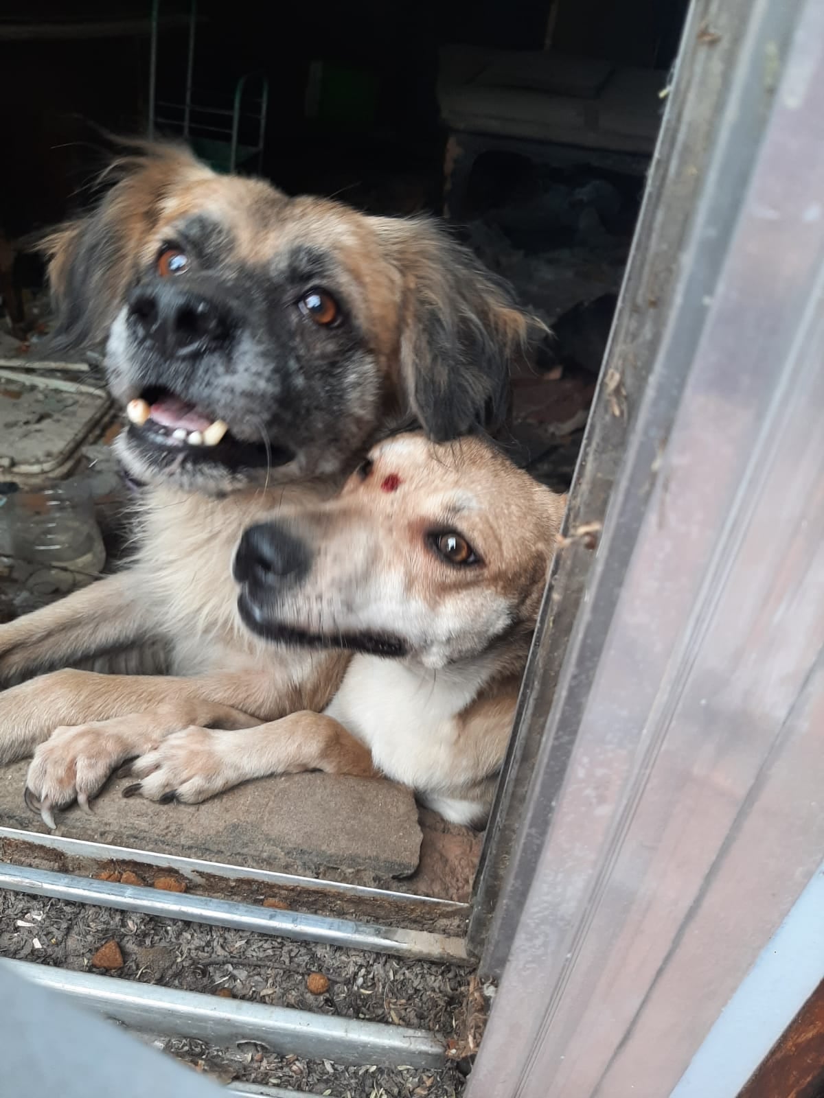 Perros en adopción responsable, para colaborar con ellos podes hacer una donación al CBU 0000003100081885387044, alias: mondi.muzza.prince.