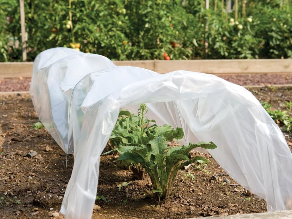 Cómo proteger las plantas de la helada.