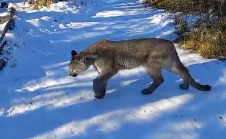 El puma que puso en jaque las vacaciones de la familia cordobesa.