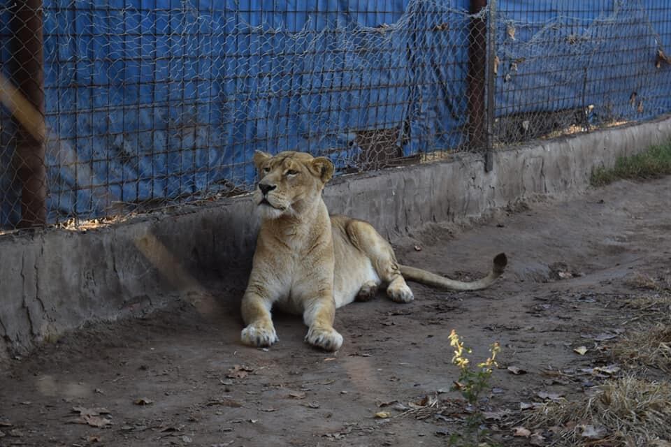 La leona adulta estaba en un corral en un campo de Maggiolo.