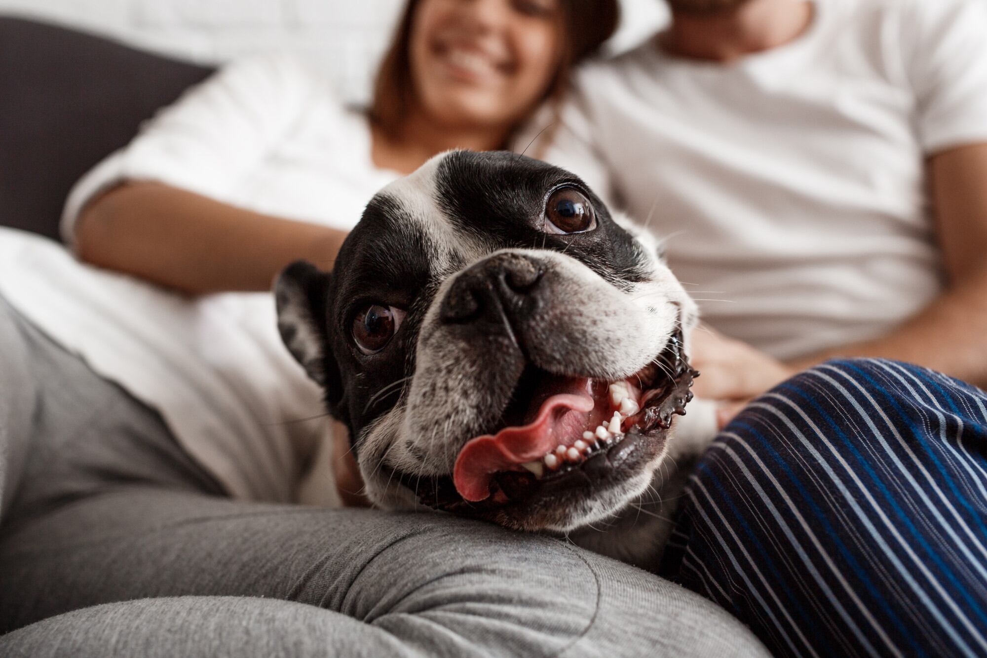 El 81% de los argentinos que eligen un animal de compañía tienen un perro. 