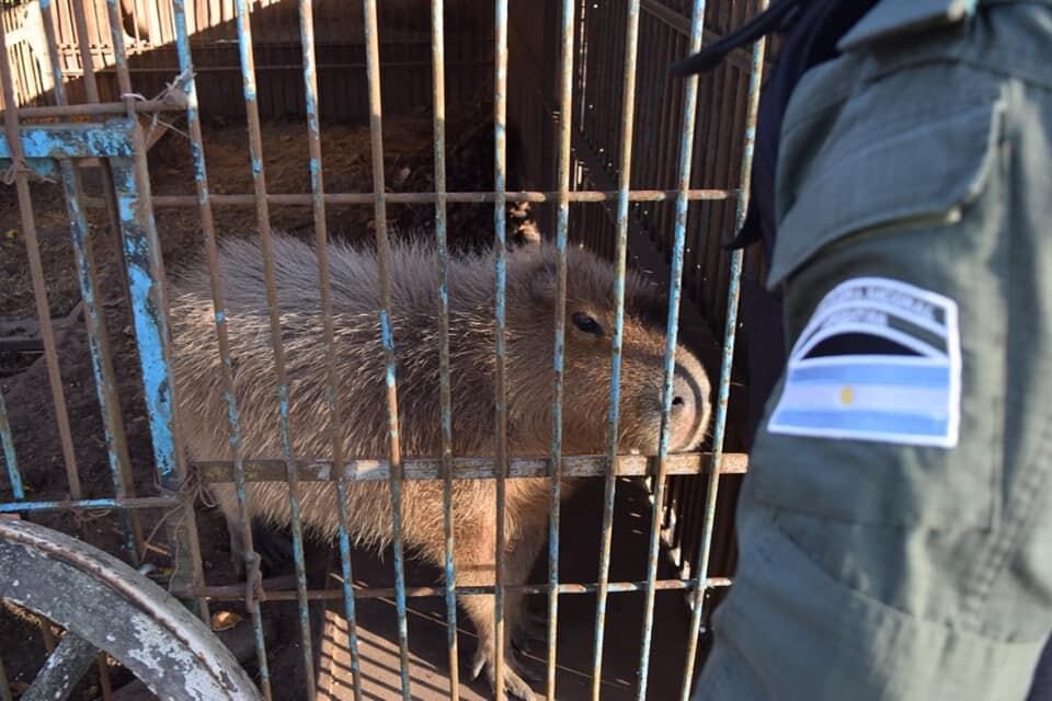 Gendarmería rescató a un carpincho además de identificar a los felinos exóticos.