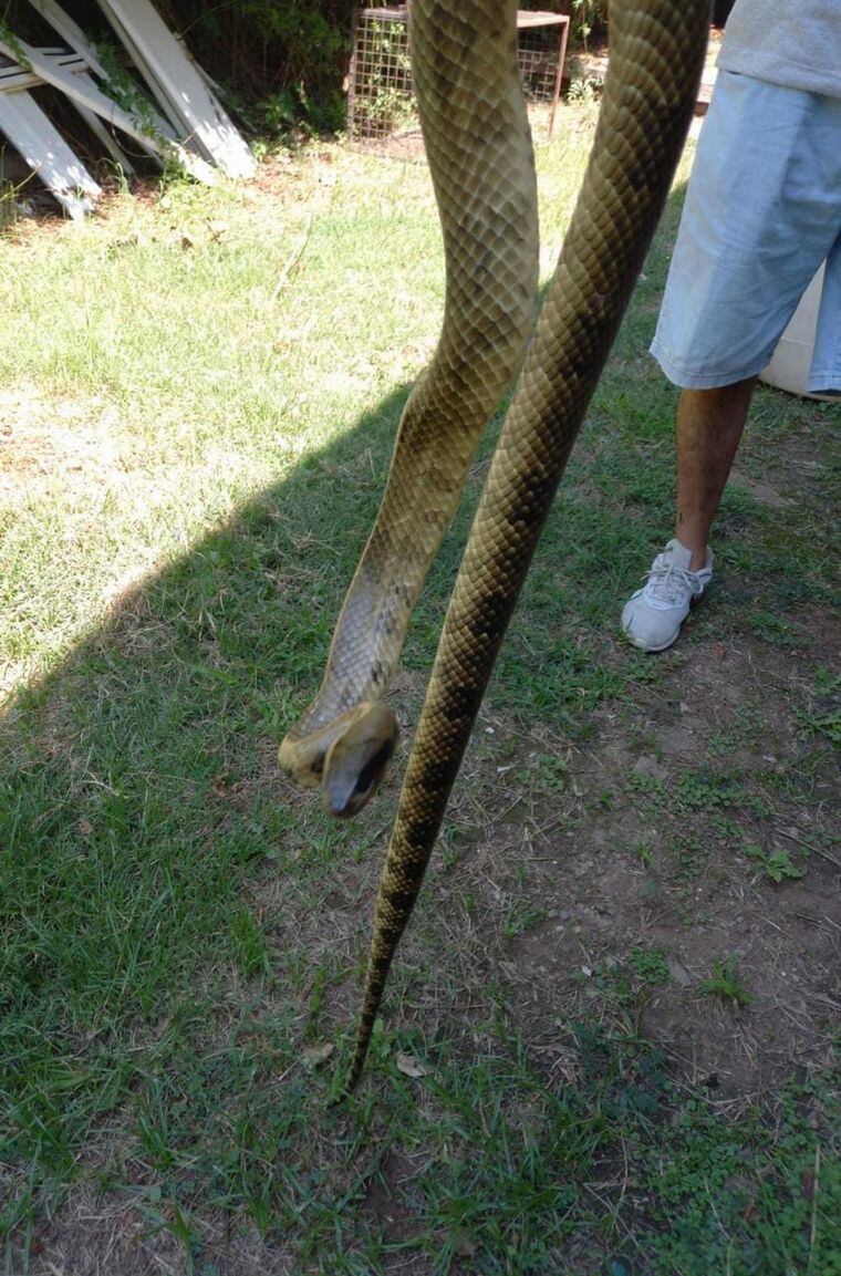 Apareció una boa de dos metros en una encomienda.