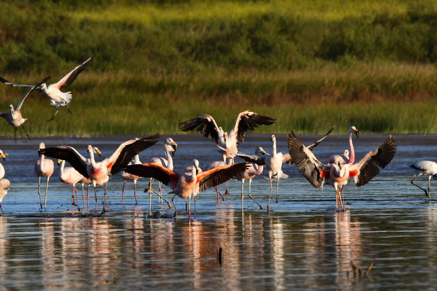 Flamencos