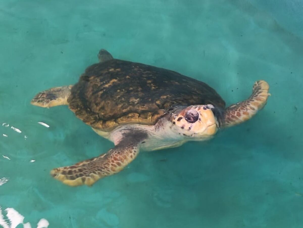 El tortugo Jorge ya llegó a Mar del Plata, cómo es su nuevo hogar lejos de Mendoza