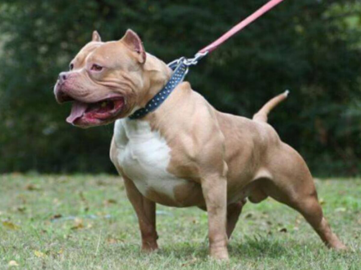 Un Pitbull atacó a un joven de 16 años en Posadas
