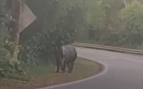 Registran el avistaje de un tapir en inmediaciones al Parque Nacional Iguazú.