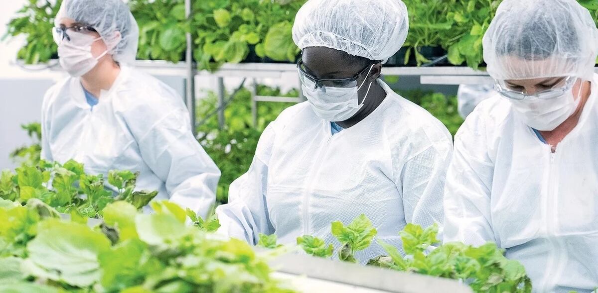 Una nueva vacuna hecha en una planta será testeada en Argentina