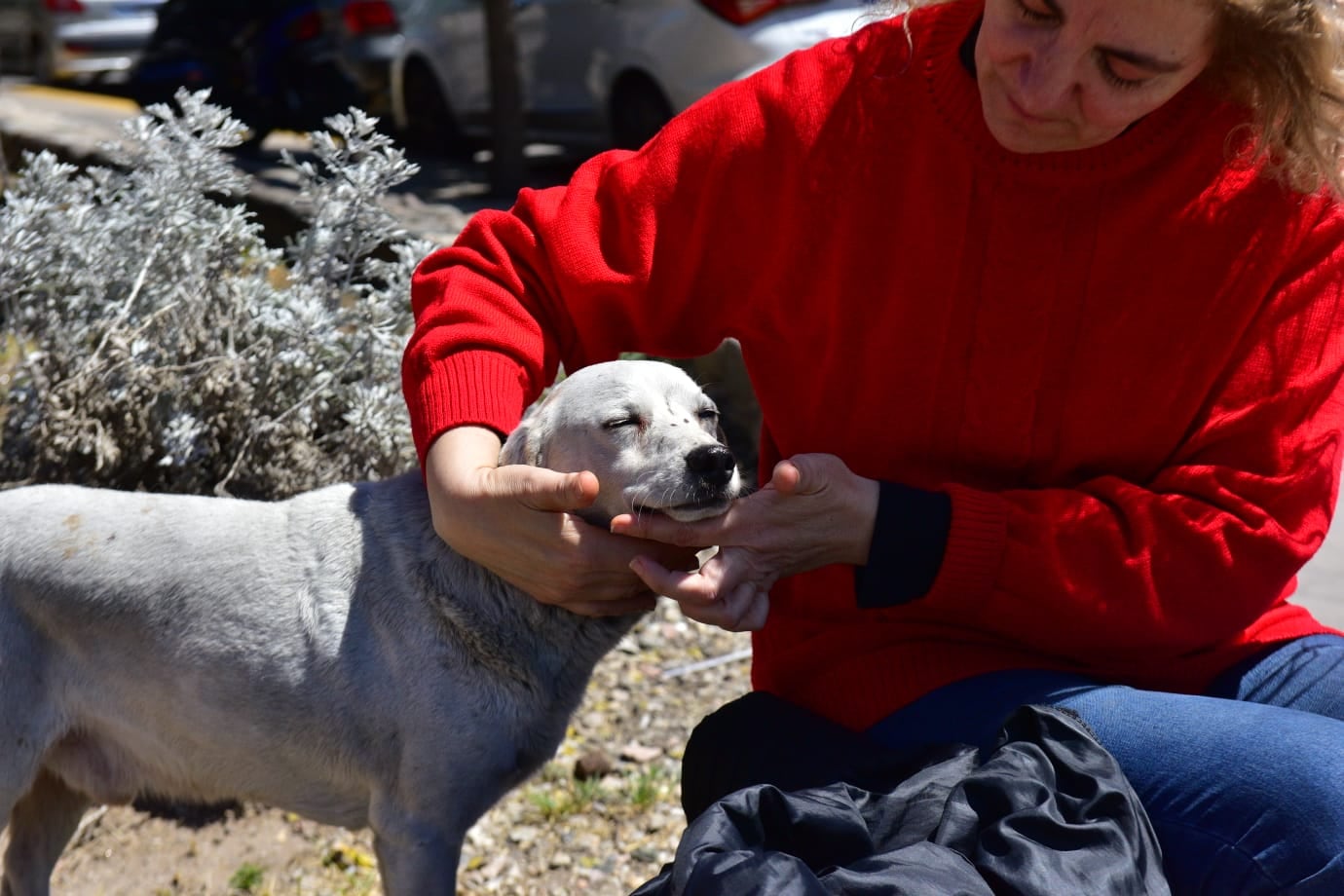 Croto, el animal que esperó a Gustavo durante toda la madrugada.