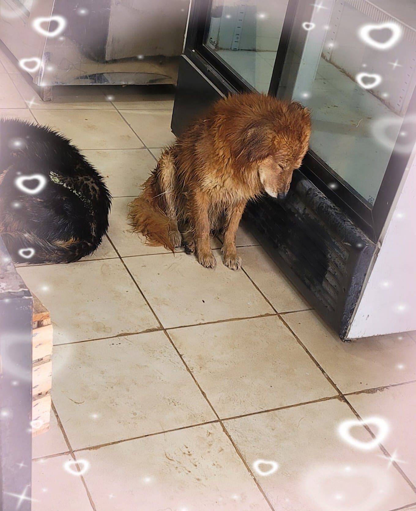 Nadia, una vecina de Comodoro, acogió a algunos perritos durante el fuerte temporal.