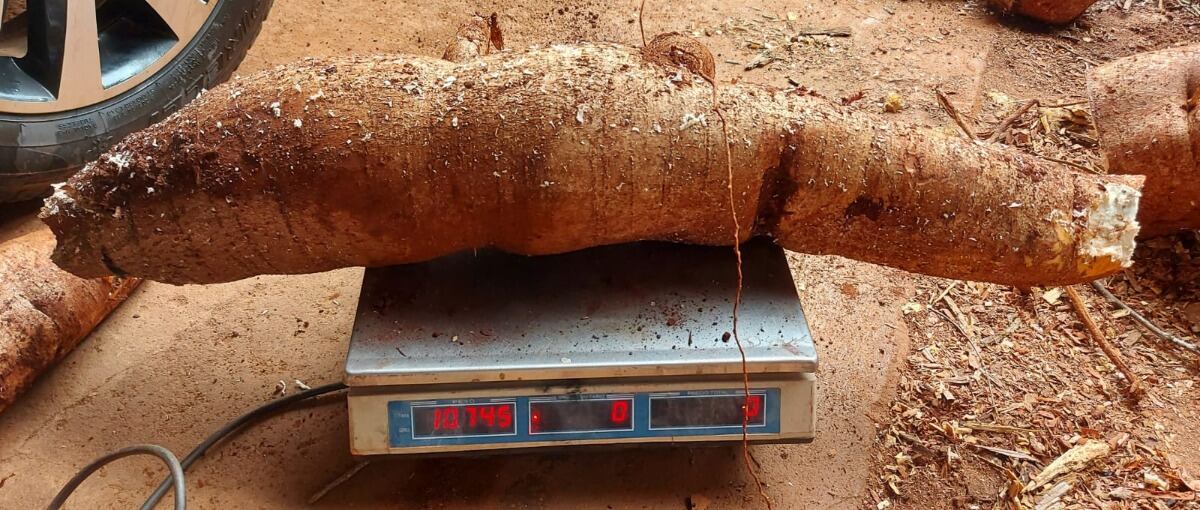 Tuvieron que extraer con tractor una mandioca gigante en Campo Viera