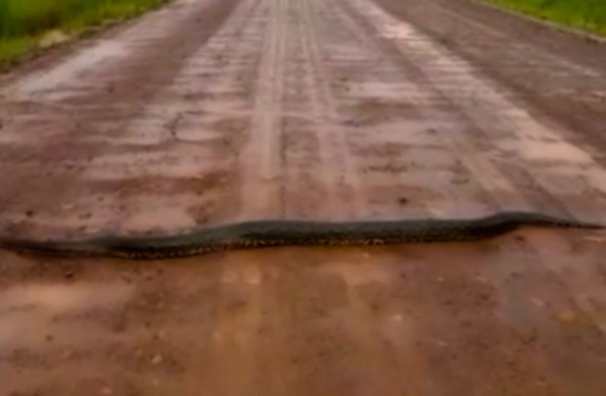 El video de una gigantesca anaconda que apareció en Corrientes