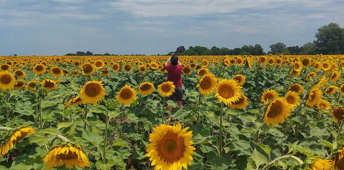 Los girasoles atraen buenas energías.