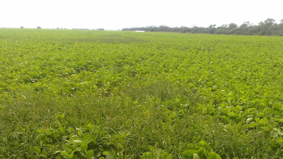 Lote sembrado con soja en el cual las malezas compiten con el cultivo. La resistencia al glifosato desarrollada por algunas especies exige utilizar otros herbicidas con diferente modo de acción (La Voz).