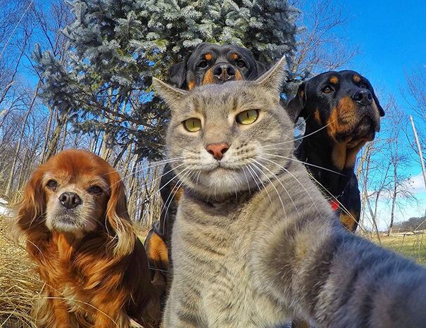 Las mejores selfies de animales. (Foto: Twitter)