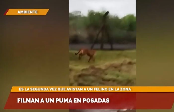 Asombro en Posadas: filman a un puma en inmediaciones al Aeropuerto.