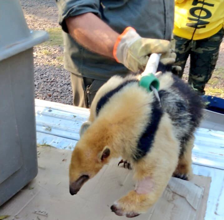 El osito melero rescatado en Mendoza ya está en Corrientes y volverá a su hábitat natural