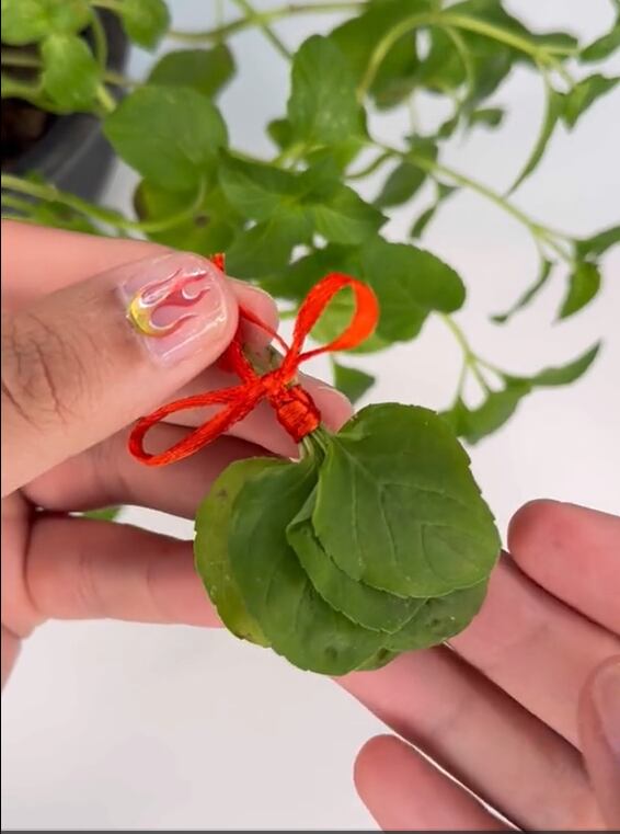 El infalible ritual con menta para alejar las malas energías