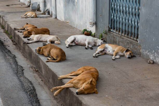 Perros callejeros