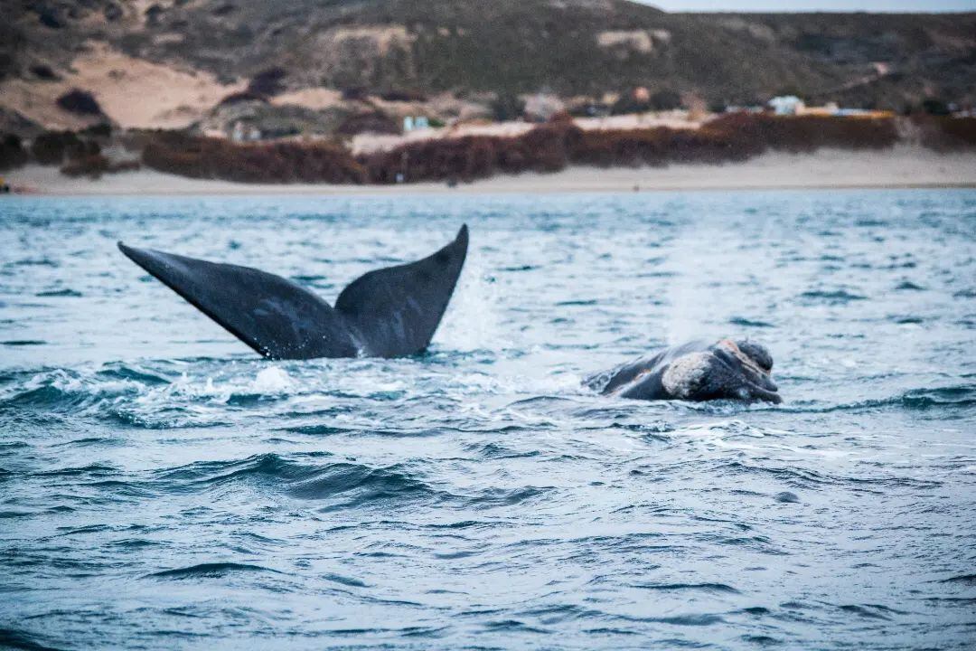 Puerto Pirámides es un lugar privilegiado para hacer avistaje