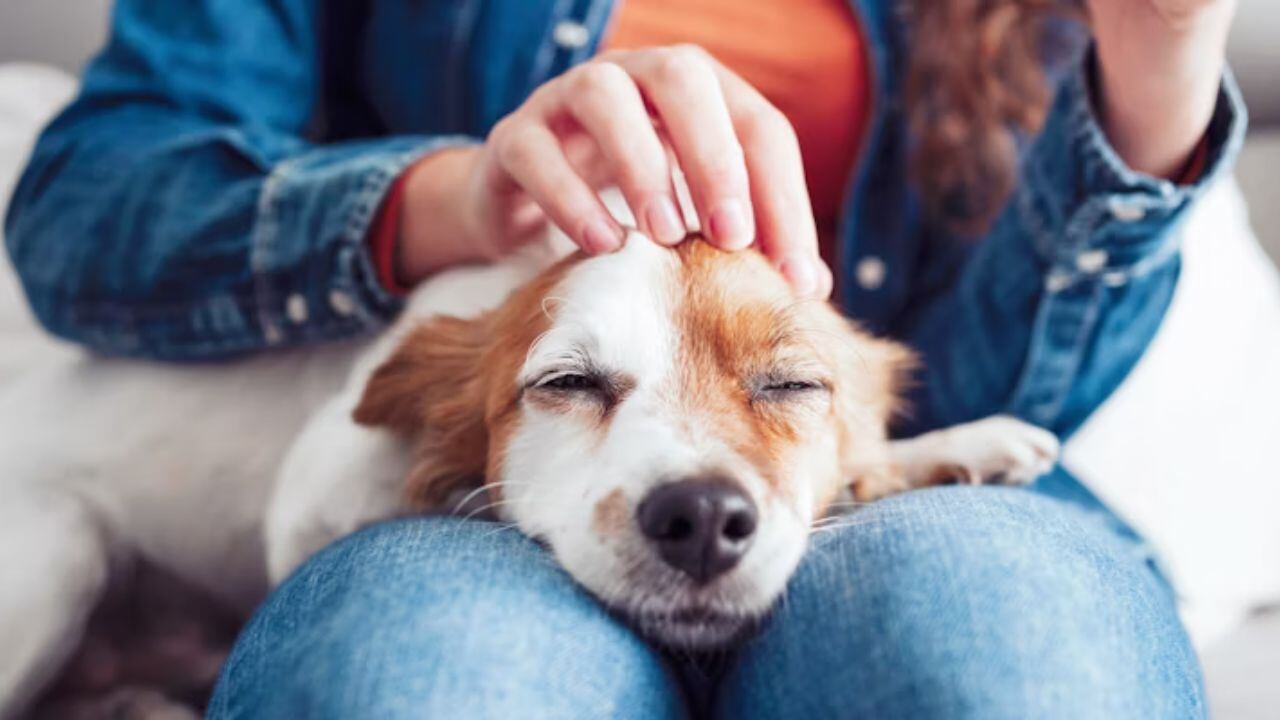 Entre los síntomas, se encuentra dolor en las extremidades y fiebre.