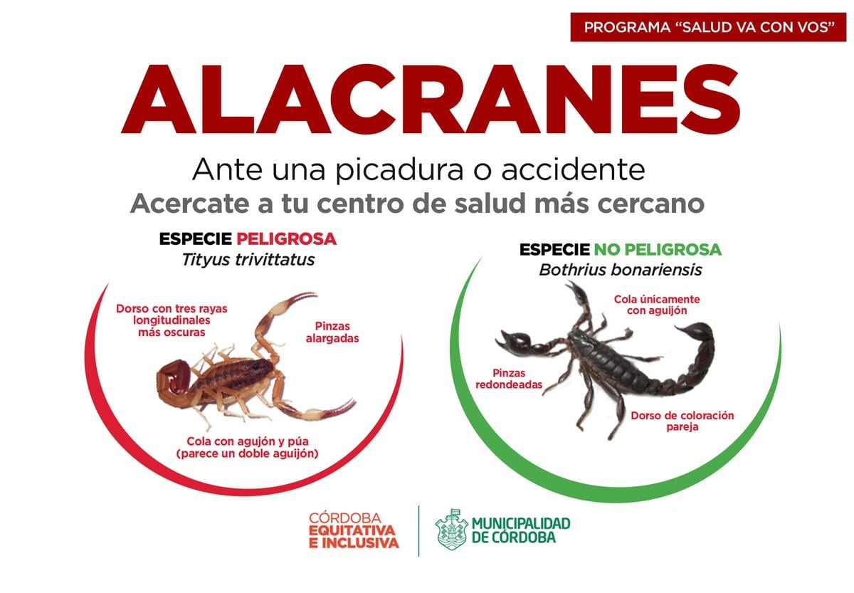 Las diferencias entre los alacranes venenosos y no venenosos.