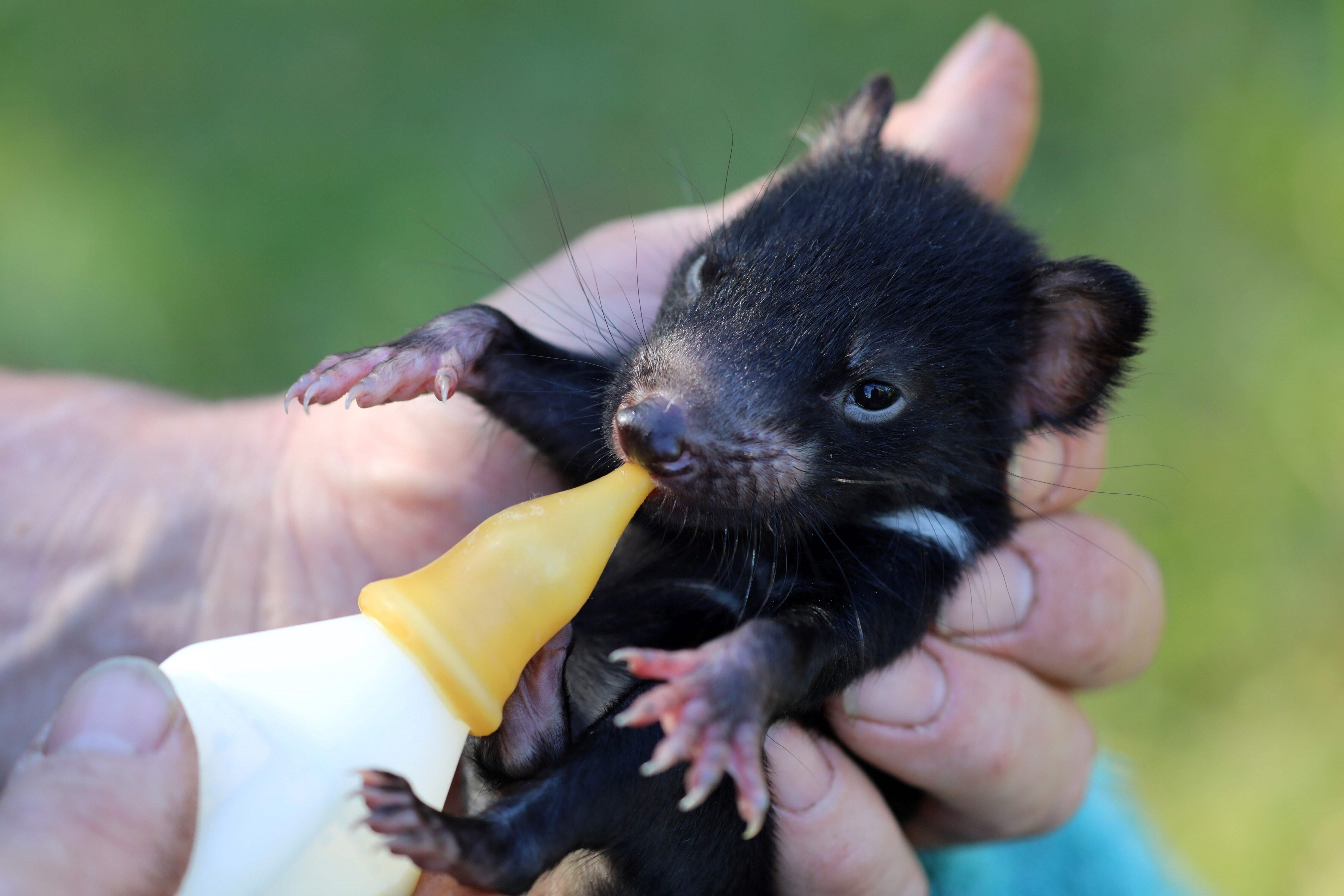 Demonio de Tasmania exterminan pingüinos en una isla