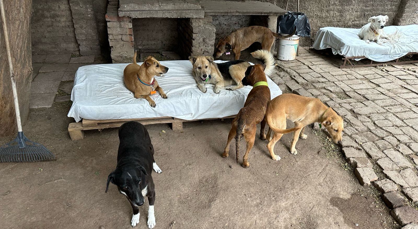 La organización rescata animales en situación de calle y le da asistencia médica para una futura adopción.