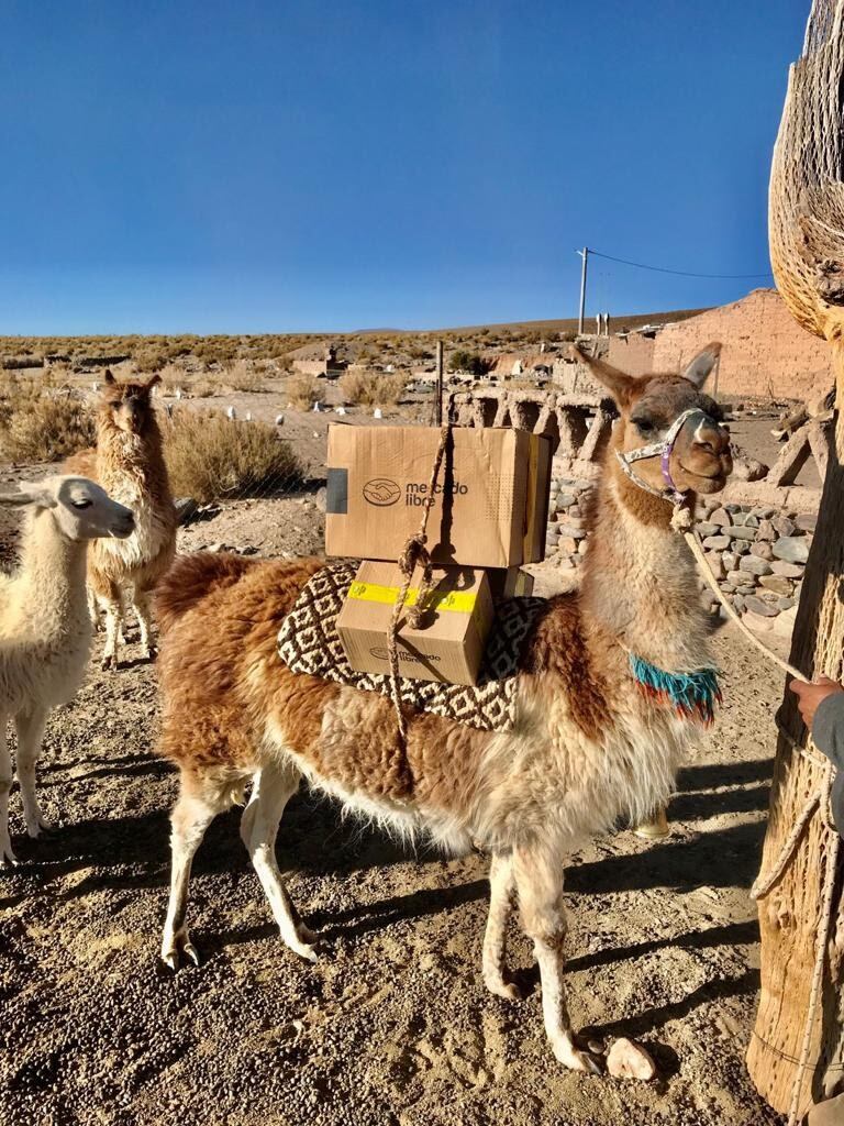 La llama cadete que se hizo viral.