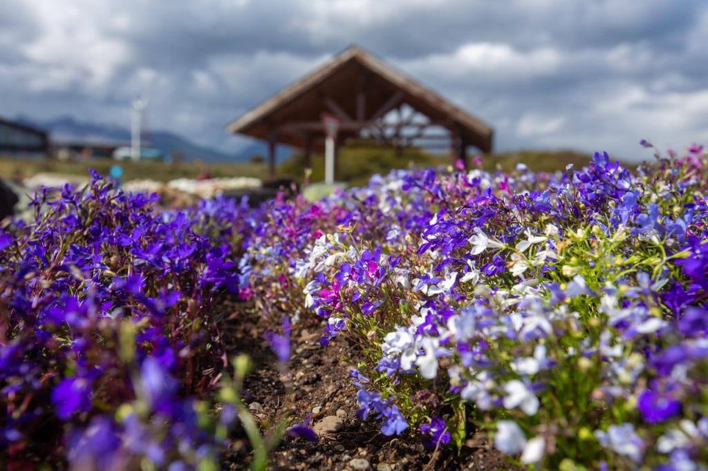 Nuevas flores de temporada