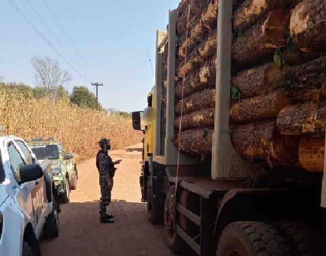 Desmantelan una carga de apeo ilegal en Caraguatay.