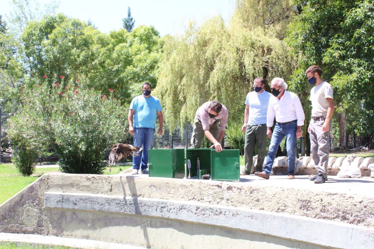 Tres ejemplar de gavilán mixto fueron liberados en Guaymallén luego de un complejo proceso de rehabilitación.