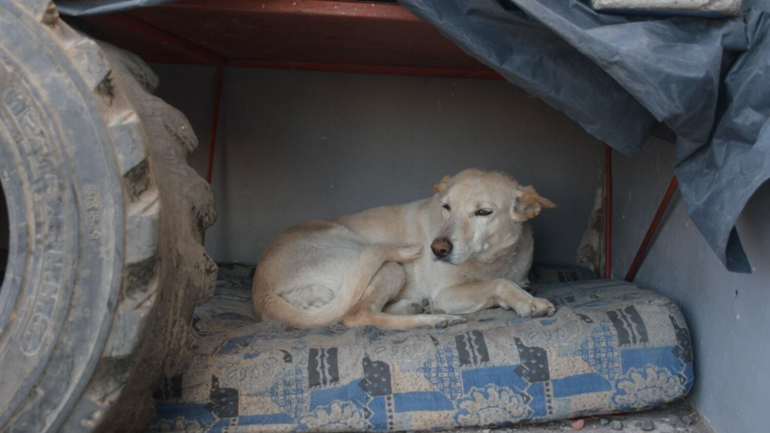 Ella es Blanca, tiene 12 años y es una de las perritas de la Delegación.