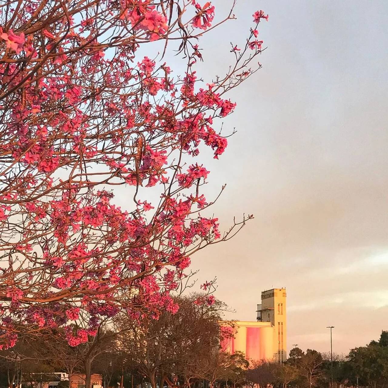 La propuesta original consistía en utilizar el color rosa como complemento del paisaje ribereño.