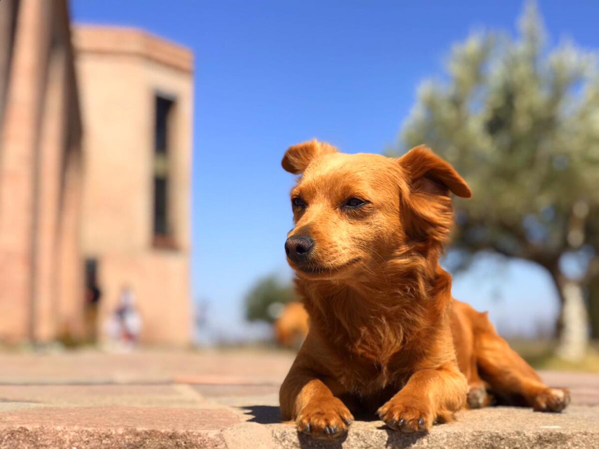 Desapareció Lola, la perra de una bodega mendocina, y ofrecen una importante recompensa para encontrarla