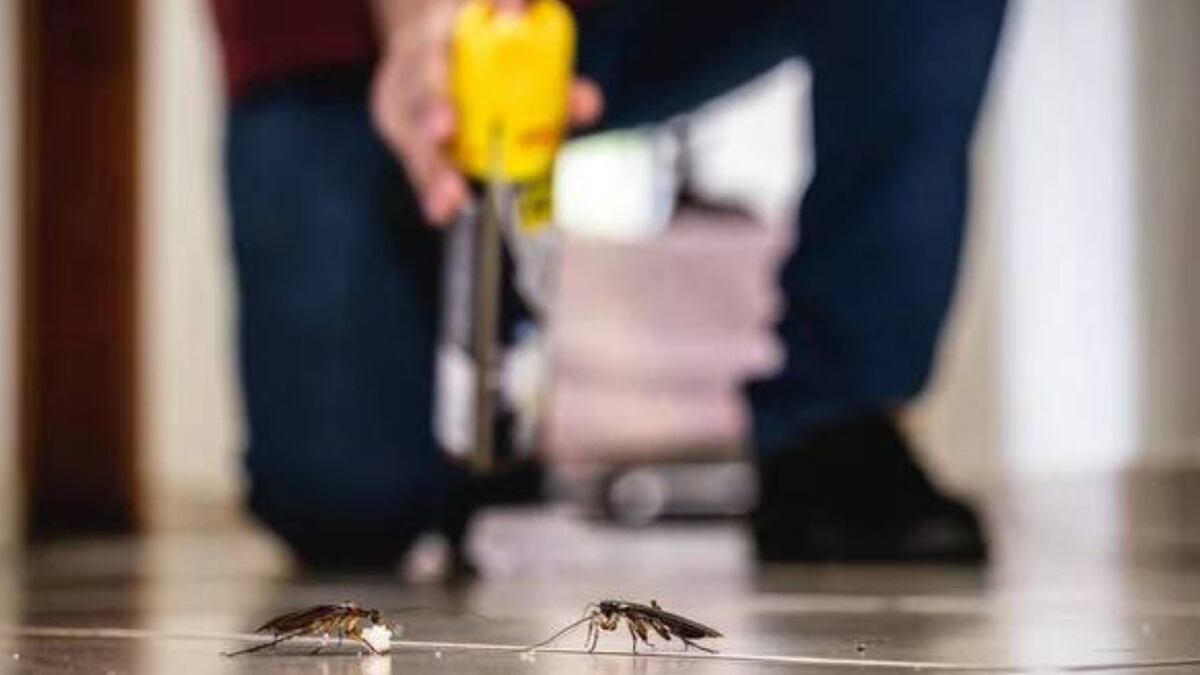 Problema solucionado: ¿cómo eliminar de forma casera las cucarachas con una especia?