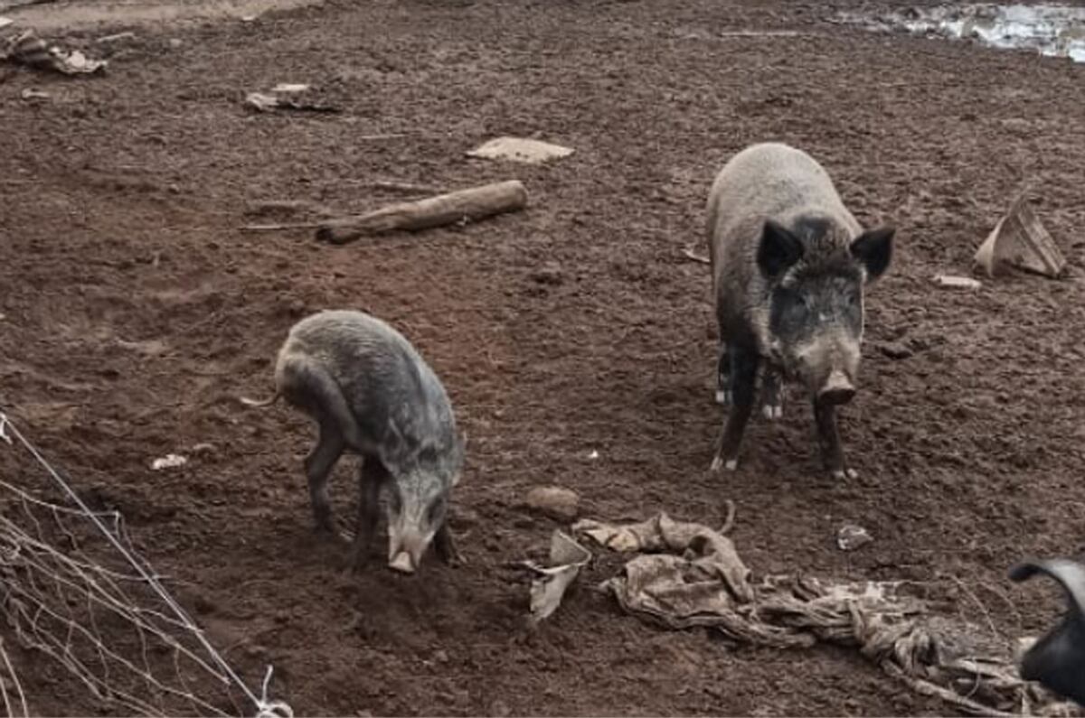 Encontraron dos jabalíes sueltos en Las Perdices