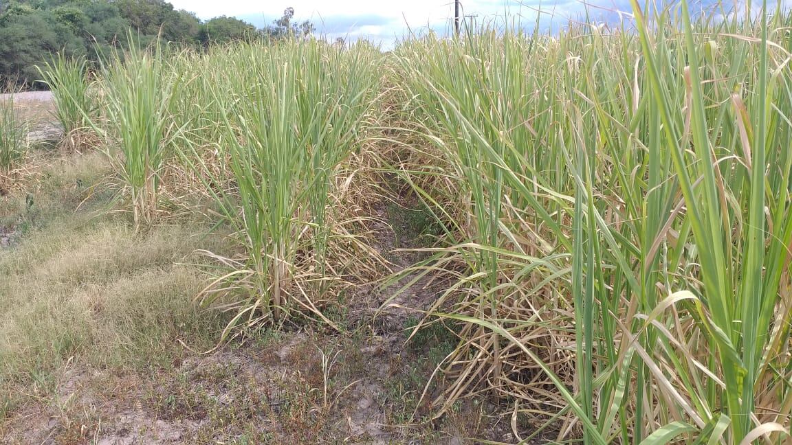 En los meses de mayor potencial de crecimiento de la caña faltó agua, por lo que el daño es irreversible, dicen los especialistas.