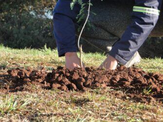 Plantaron un total de 500 árboles en la ciudad de Posadas.