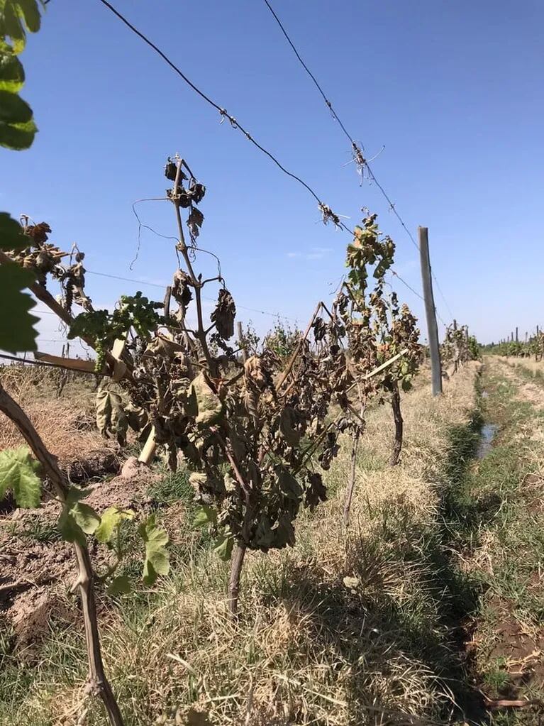 Finca afectada por las heladas tardías en Mendoza.