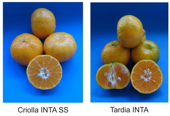 2 Nuevos tipos de mandarinas