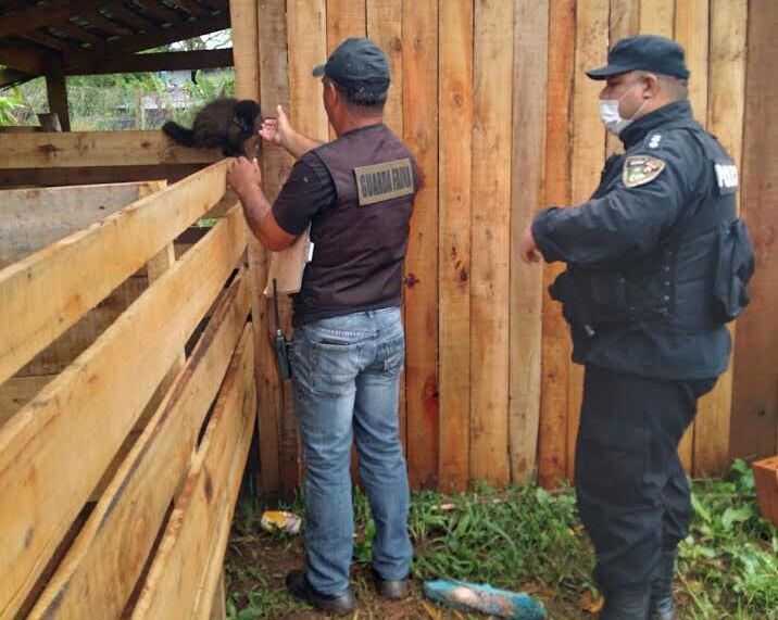 En un procedimiento, hallaron droga y a un mono en cautiverio en San Javier.