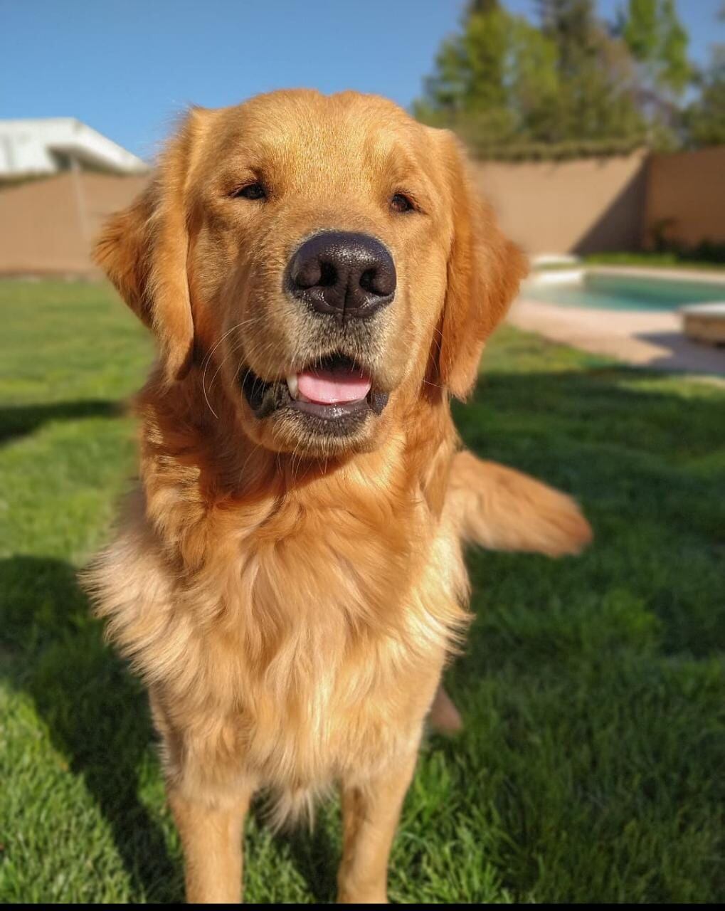 La original y desesperada forma en que una mendocina busca alquiler donde acepten a su perro.