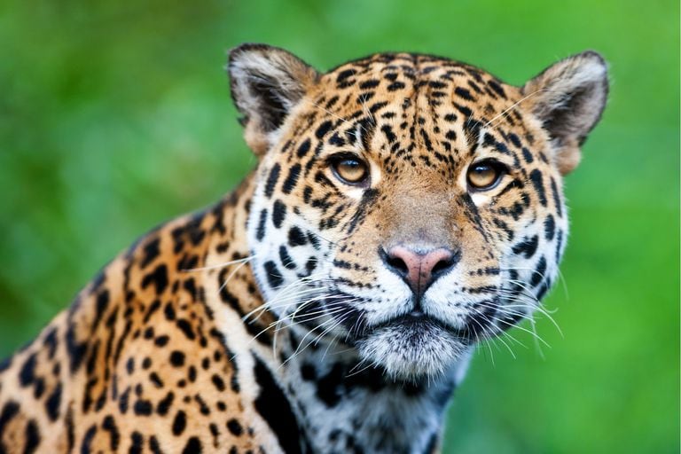 Dos yaguaretés silvestres nacieron en los Esteros del Iberá tras 70 años de extinción en Corrientes. Foto: Web