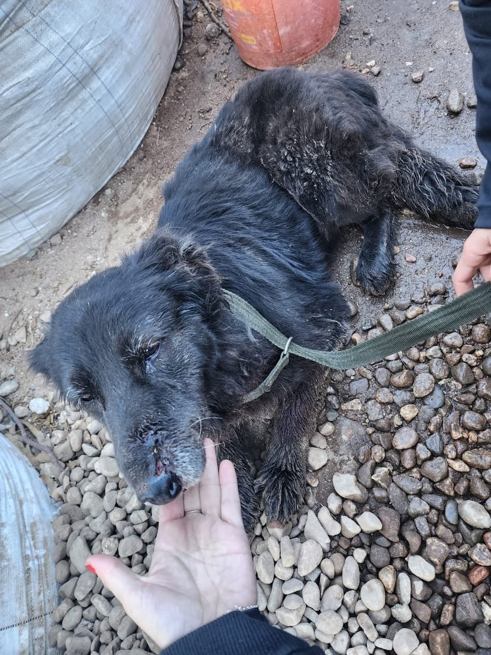 Una de las perritas se encuentra internada, en estado reservado.